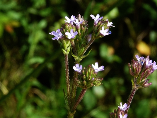 {Verbena brasiliensis}